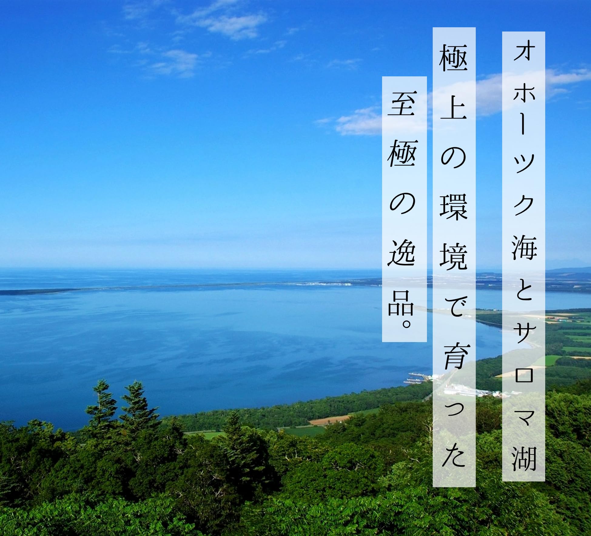 Amazon.co.jp: 【北海道オホーツク海産 貝付き 活ホタテ 4年貝 大中